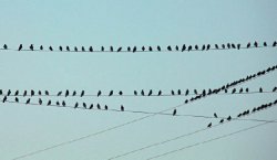 Охота на охотников