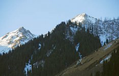 Свастику выгрызли волком