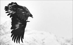 Одно неверное движение, и ты - добыча