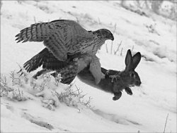 Одно неверное движение, и ты - добыча