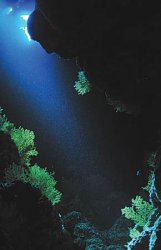 Камера Надежды