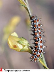 Снимали два товарища