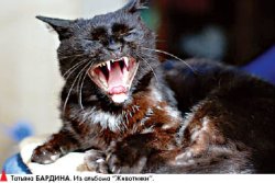 Нажми на кнопку - получишь креатив