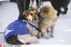 Жертвы “апорта”