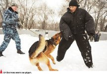 Собачий вальс с Бостоном