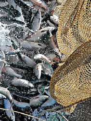 Пираты большой воды