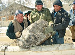 Сами с усами