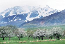 Яблочное спасение