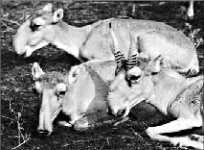 Степной мор