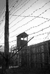 Человек из пробирки