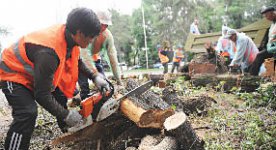 Тополя - в капусту