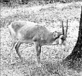 Версия - в тумане