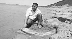 Cобери мамонта