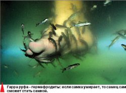 В рот вам ноги!