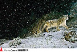 БАРСкая удача