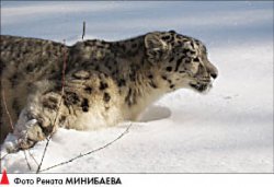 БАРСкая удача