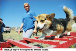 Собачья работа