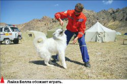 Собачья работа