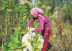 За понюшку табаку