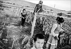 За понюшку табаку