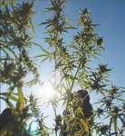 Конопля не пригодилась