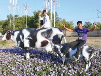 Пастораль на трассе