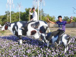 Пастораль на трассе