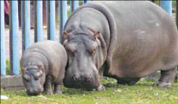 Ох, нелегкая эта работа - самолётом везти бегемота