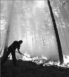 Что сгорит, то не сгниет