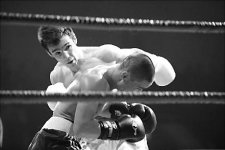 Как волки быков порвали