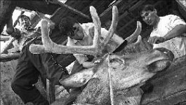 Понты или панты?