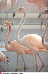 Нескучный зоосад