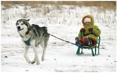 Запрягайте Бобика!