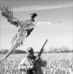 Охота пуще запрета