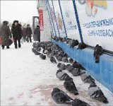 Голуби атакуют