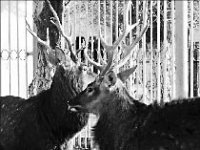 Олени имени журналистов