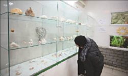 Ракушки - не игрушки