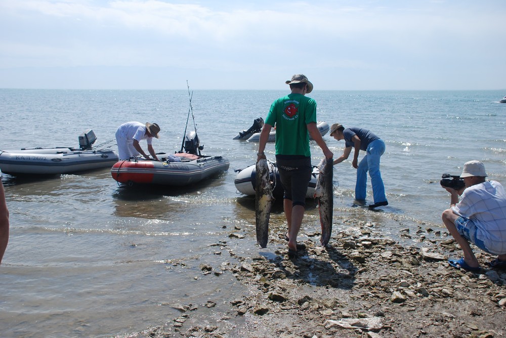 В Капшагайском водохранилище водятся усатые монстры до ста килограммов.