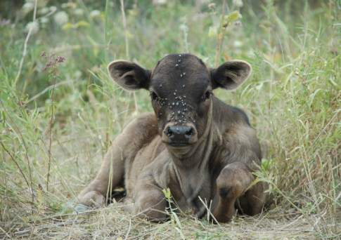 Заражение скота смертельно опасным эмфизематозным карбункулом зафиксировано в ВКО
