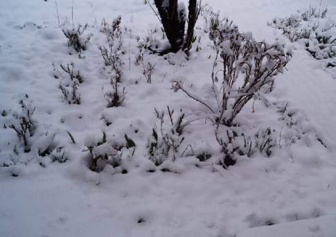 Режим ЧС объявлен в Абайском районе ВКО из-за непогоды