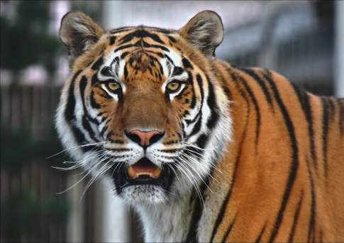 Зоозащитники разных стран возмущены передачей сестры тигра Амура в алматинский зоопарк