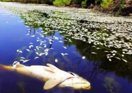 Химвещества нашли в реке в Карагандинской области, в которой массово погибла рыба 