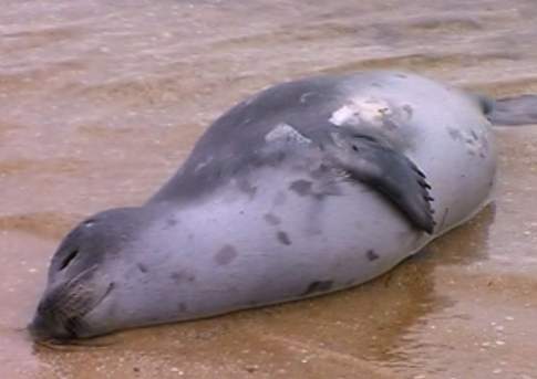 Более 300 тюленей погибли на Каспии из-за длительных штормов