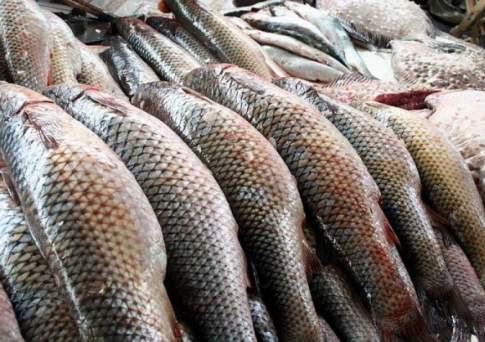 Управление рыбной промышленности может появиться в Атырауской области