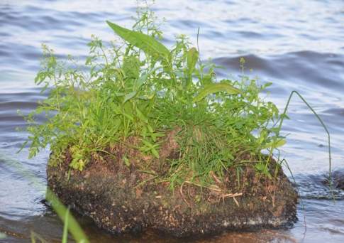 Переходить к природным решениям в управлении водными ресурсами призывает ООН