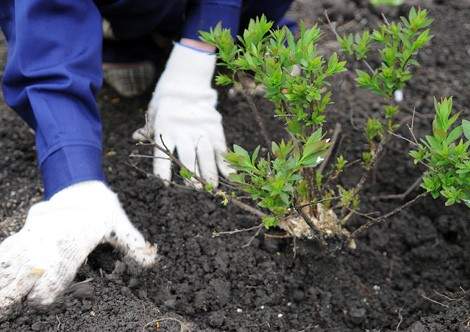 Президент посетил зеленую зону Астаны