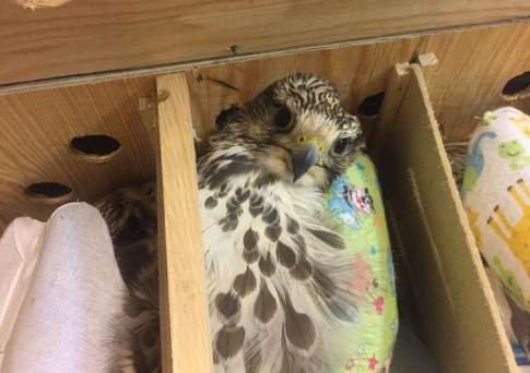 В ОАЭ пытались вывезти живых соколов-балобанов стоимостью 380 млн тенге