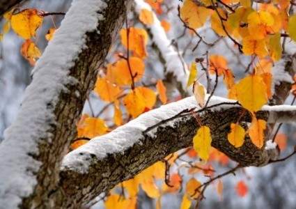Снег и похолодание прогнозируют синоптики в южных, юго-восточных и восточных областях Казахстана в ближайшие трое суток