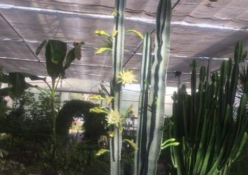 В Алматы из-за аварии на теплотрассе вымерзла оранжерея и погибают от холода животные станции юных натуралистов