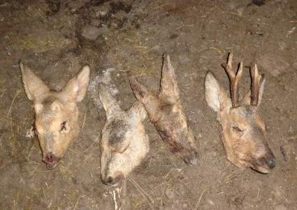 Убившие в СКО четырех косуль браконьеры на 3,5 млн тенге нанесли ущерб государству